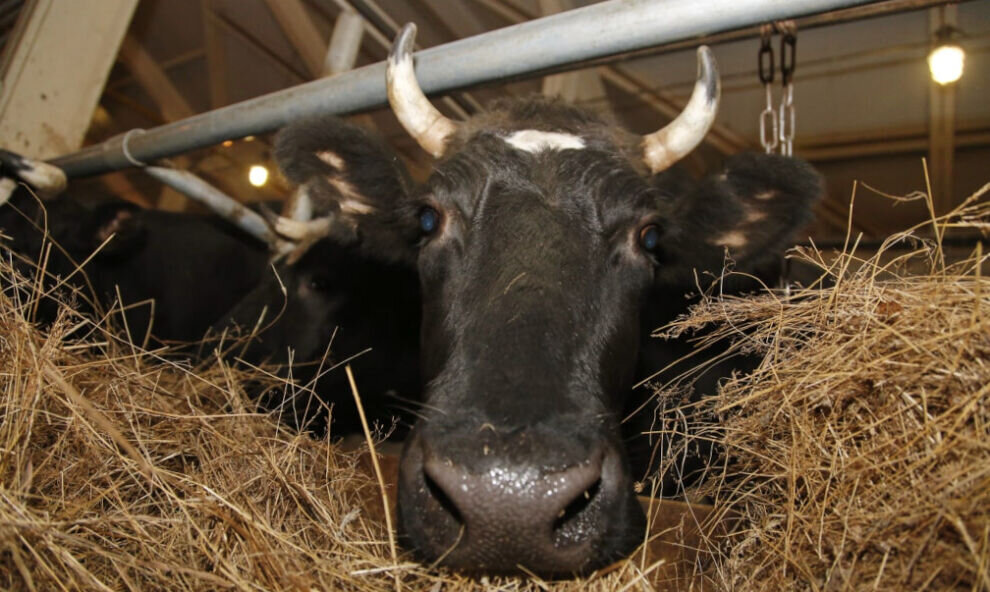    В Губкинском пройдет ярмарка вакансий сельхозпредприятия «Веритас»