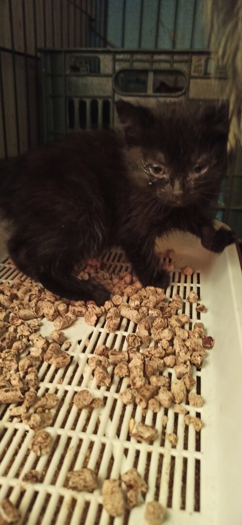 Два малыша на передержке у Ирины