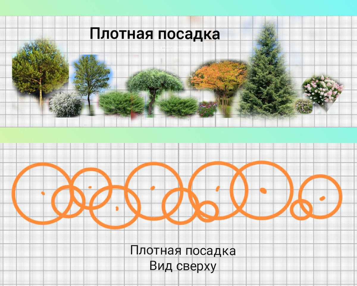 Основная ошибка загущенной посадки деревьев и кустарников в саду |  Ландшафтный дизайн для не-дизайнеров | Дзен