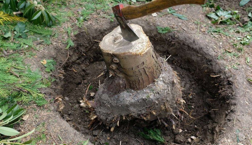 Корчевание деревьев и пней на участке- Компания ООО Альпфайн