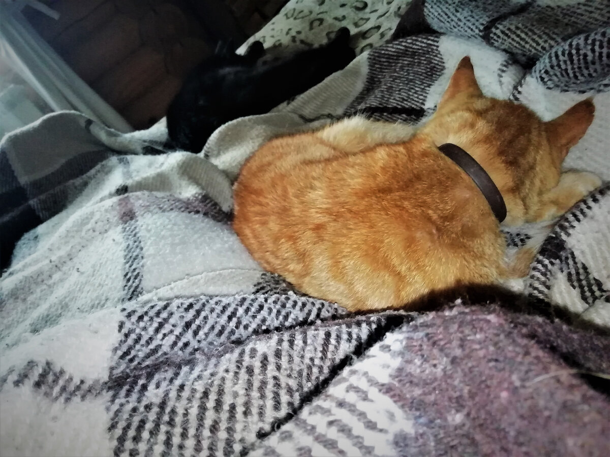 Коты меня поддерживают