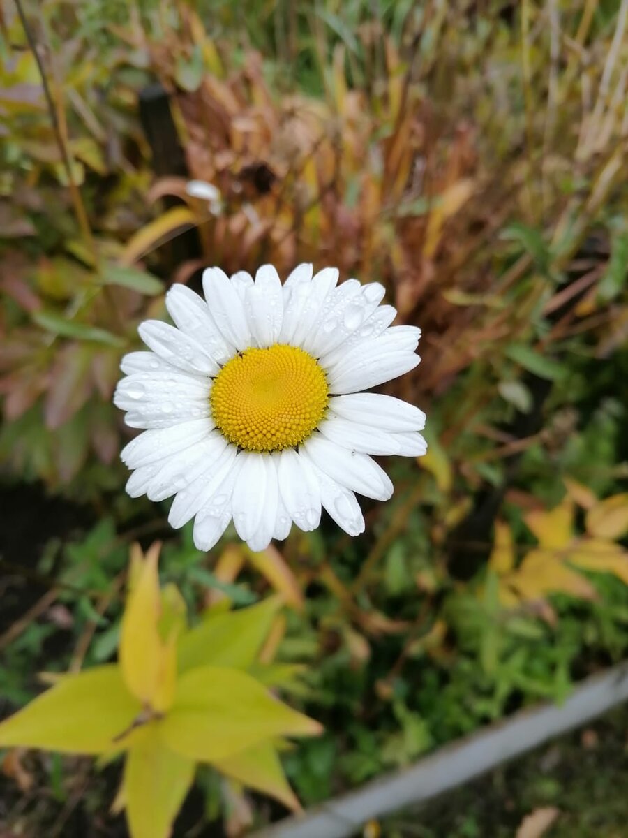 Осенняя ромашка. 