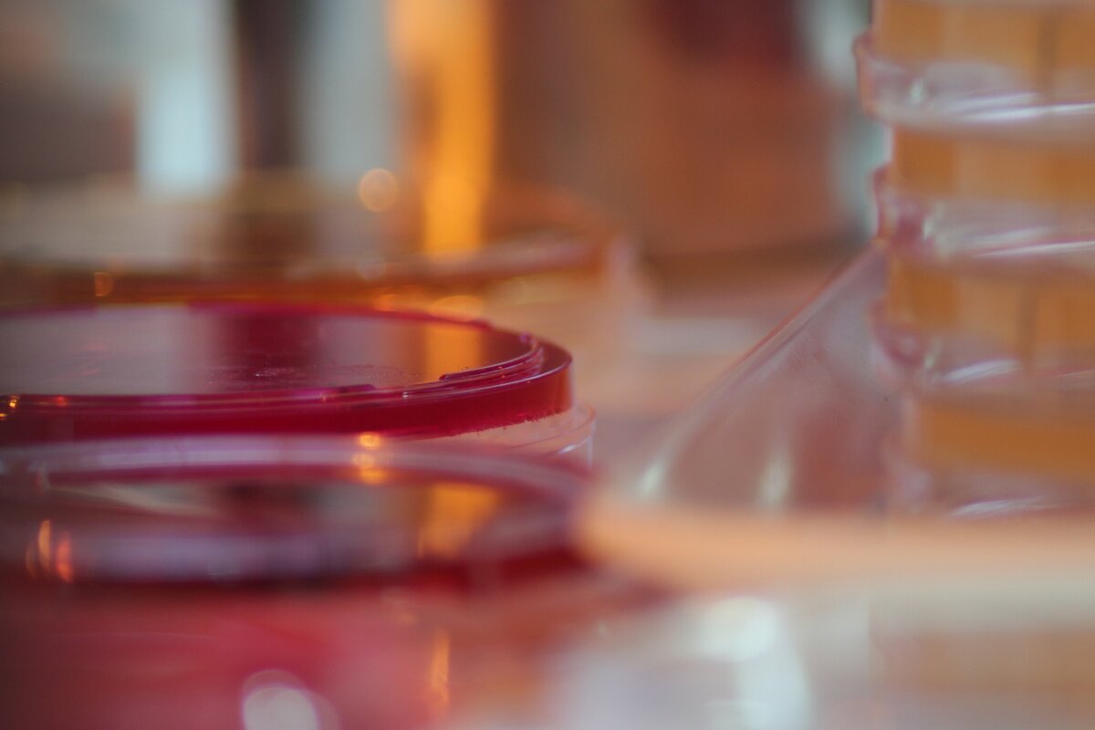 Источник - pixabay.com