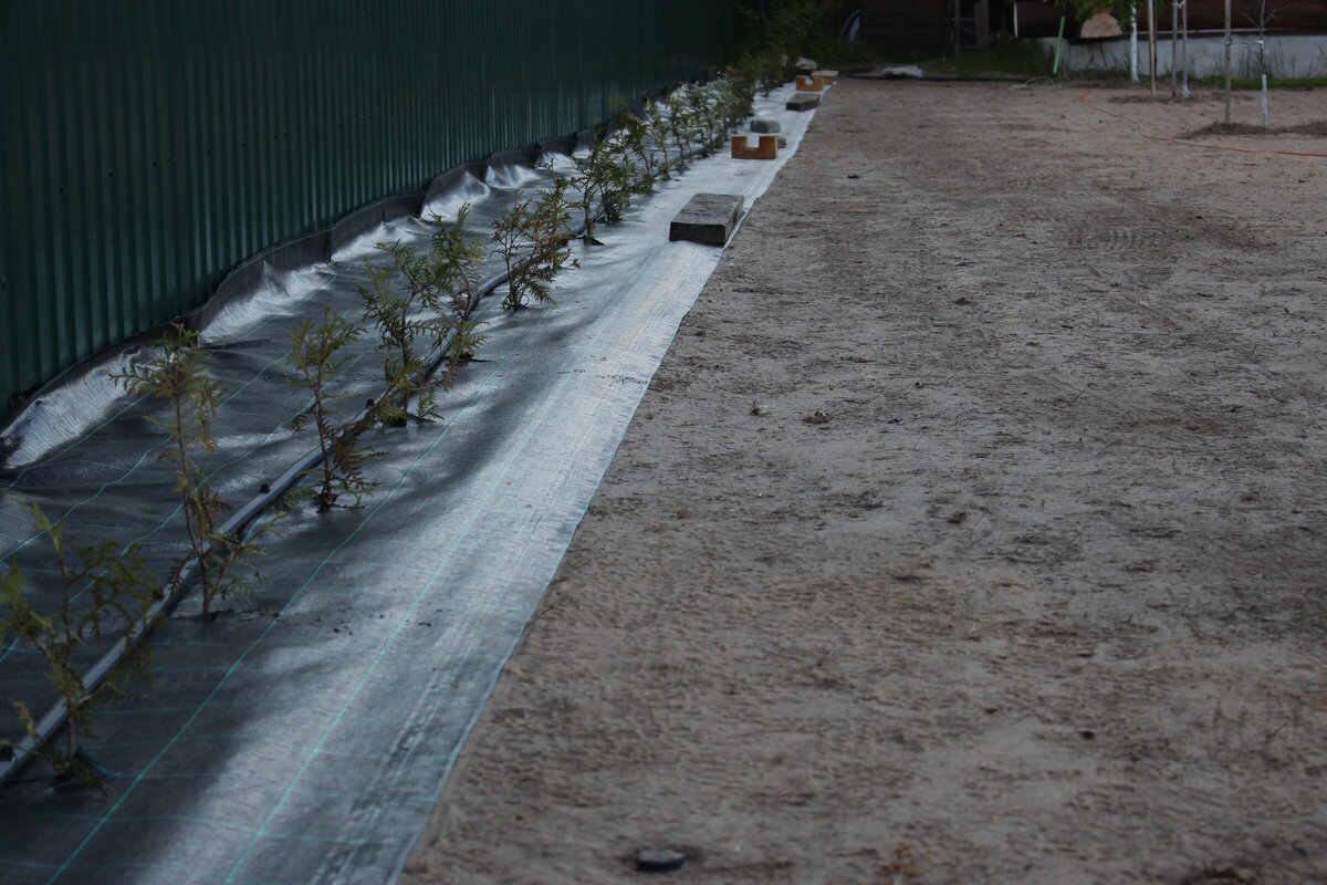 одна сторона с живой изгородью из туй 2020г.