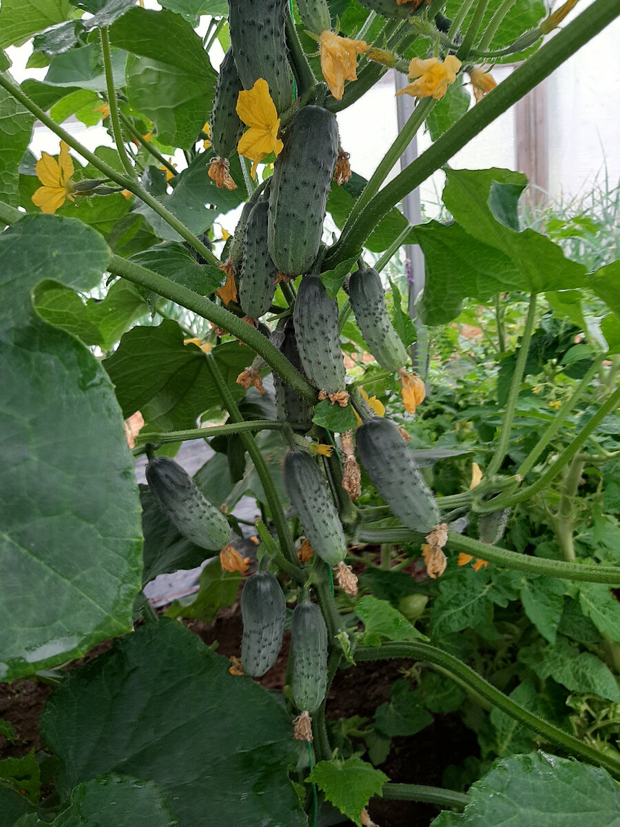 Проверенный сорт - Шатер