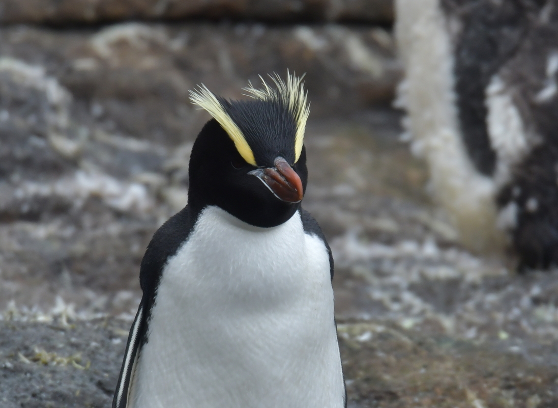 Большие хохлатые пингвины отказываются от своего первого яйца. Почему они это делают?