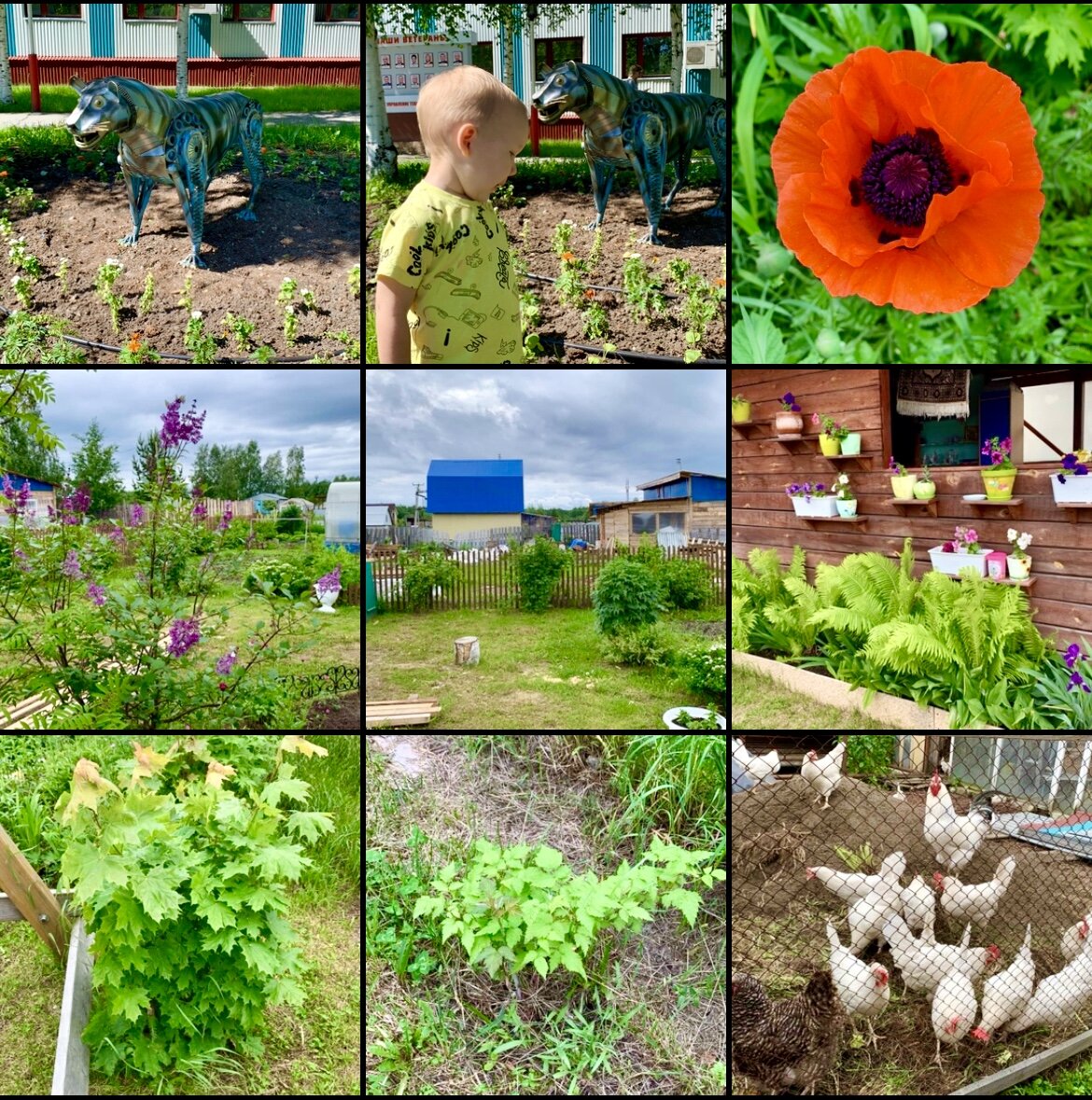 Библиотека фотографий и видео пополняется стремительно. Детишки, дача… всегда есть хороший кадр и фотокамера смартфона под рукой.