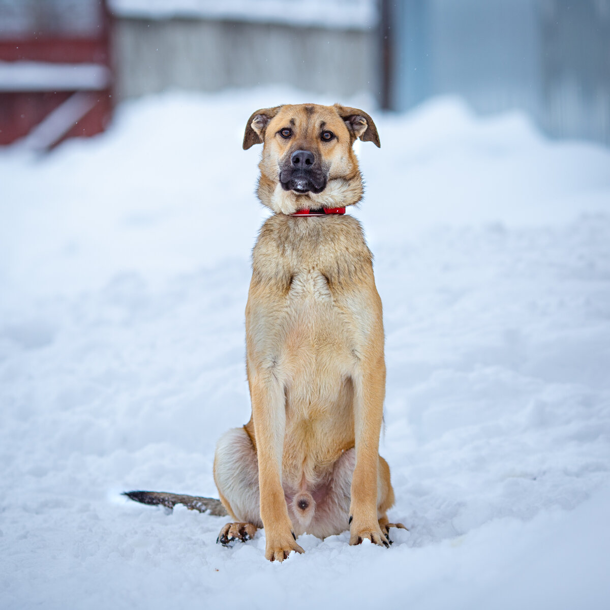 Собака солнечногорск. Собаки которые в розыске. Собака солнечногорск. Собака солнечногорск. Потерялся.