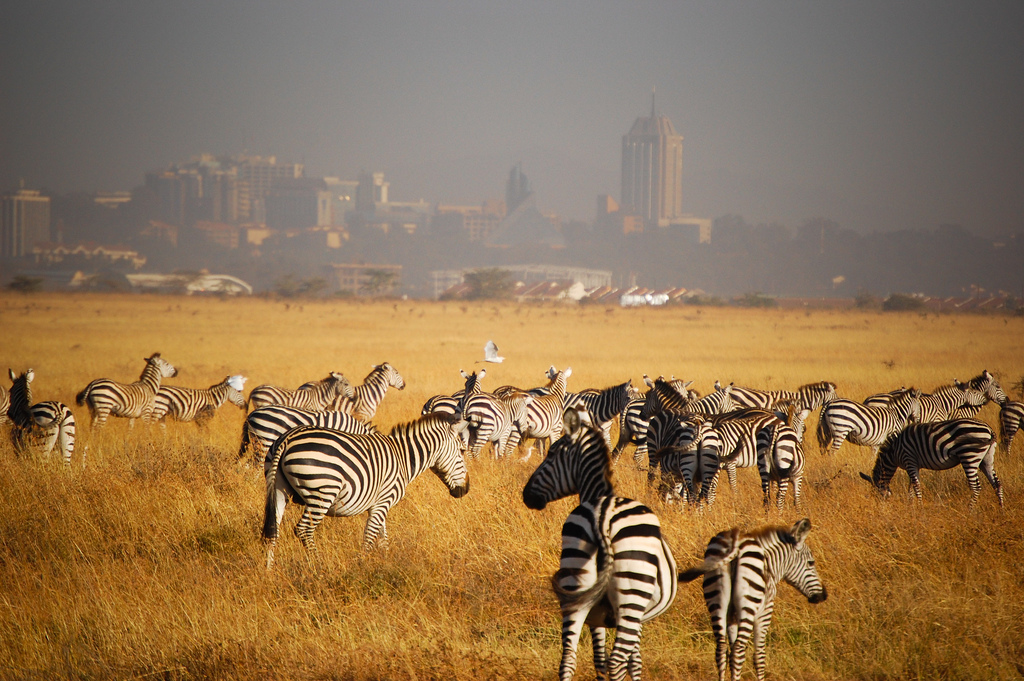  Фото из открытых источников