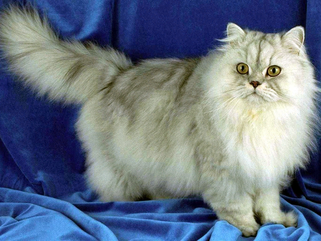 Пять пород кошек с приплюснутой мордой! | МанкиБлог | Дзен