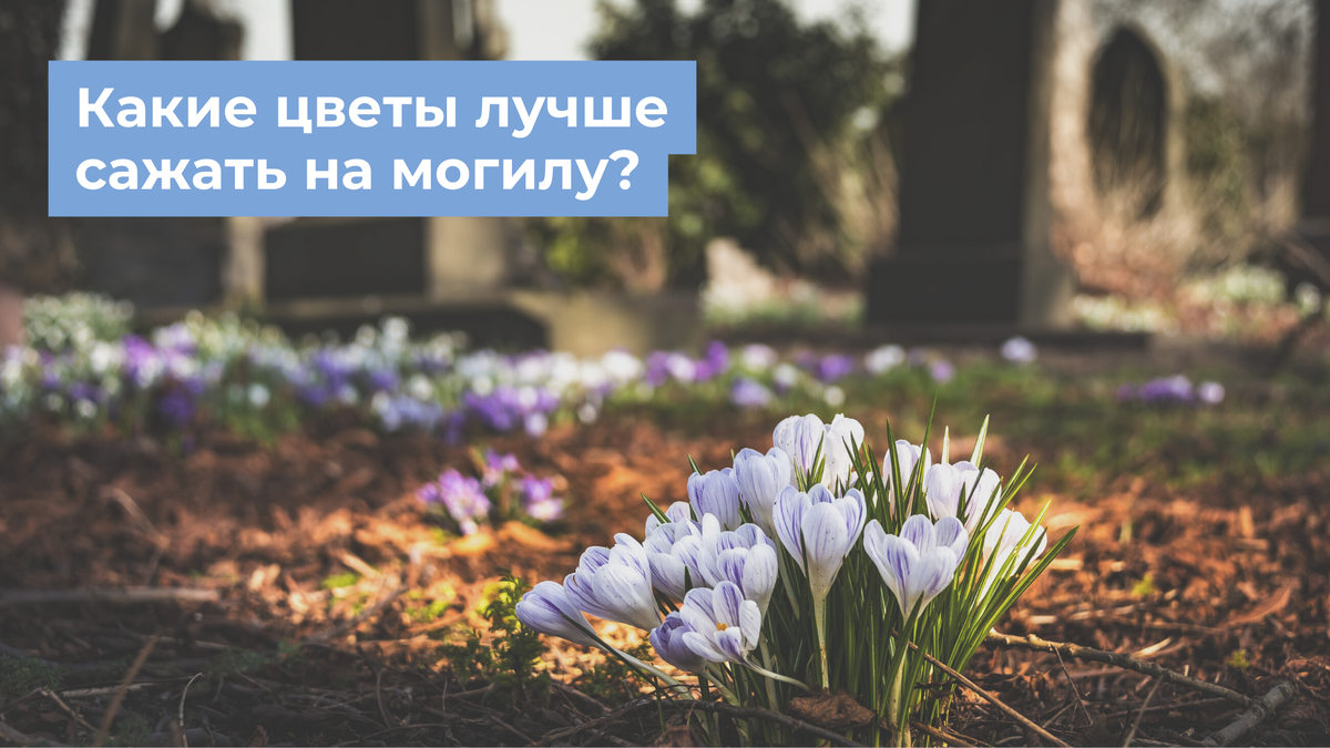 Какие цветы лучше сажать на могилу? | Эпитафия Москва | Дзен