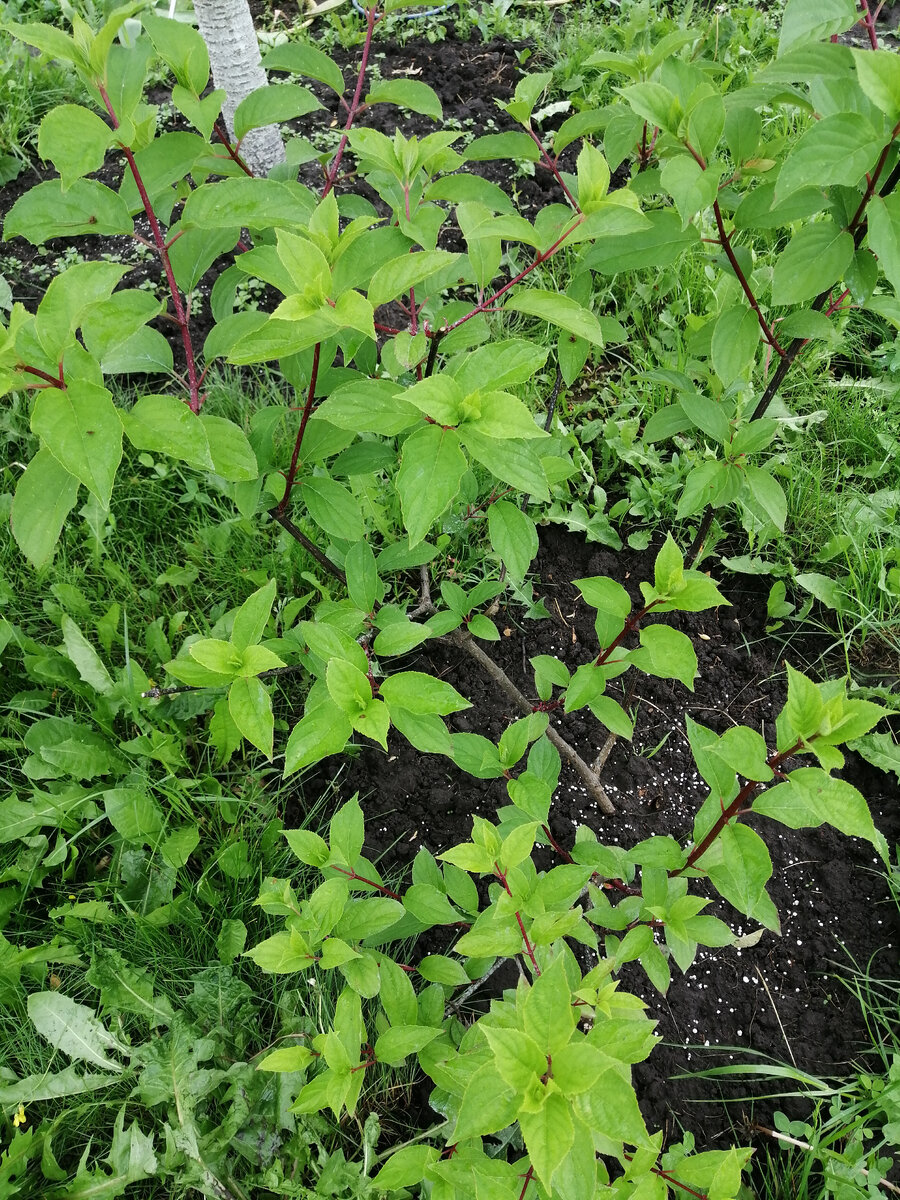 Гортензия метельчатая.                           =   ЛИСТАТЬ   =