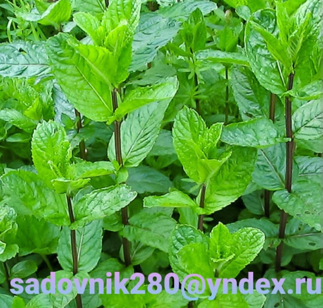 Мята абсолютно не прихотливое растение.