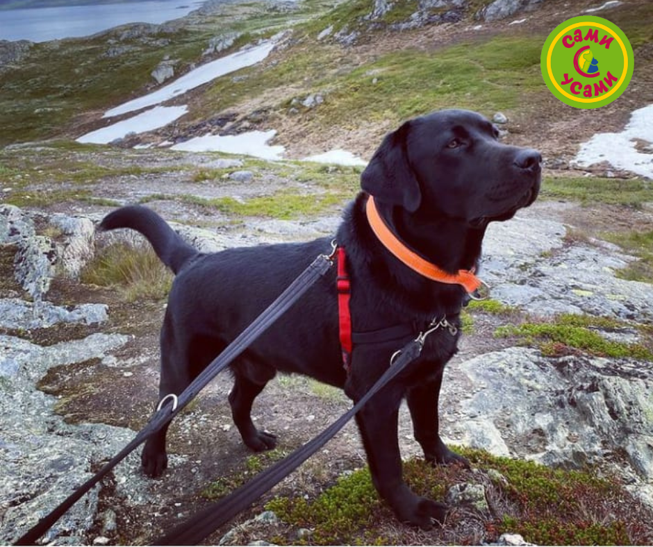 Поводок-перестежка для собак COA "HALTI Double Ended"