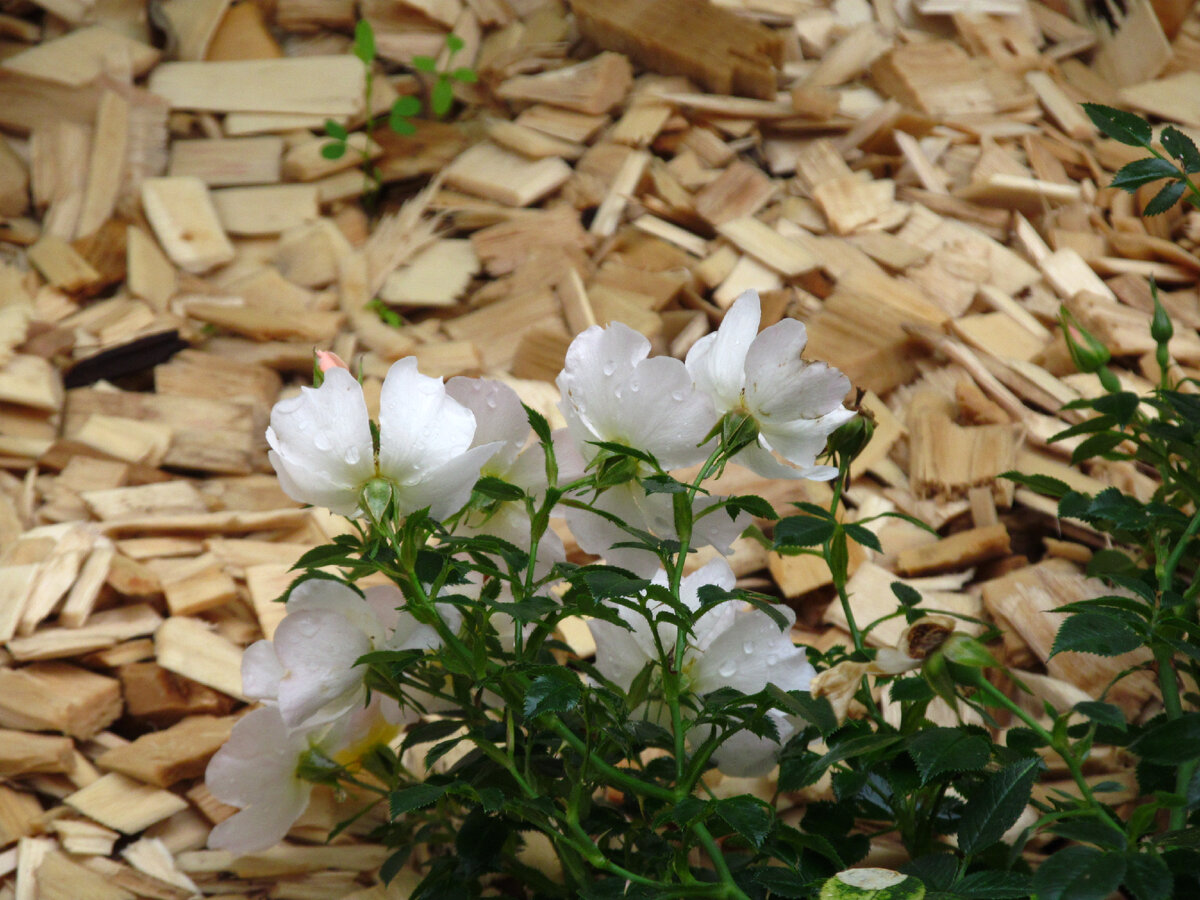 Фото-альбом "Дерева" МАК, он-лайн курс Грушко Н.В.