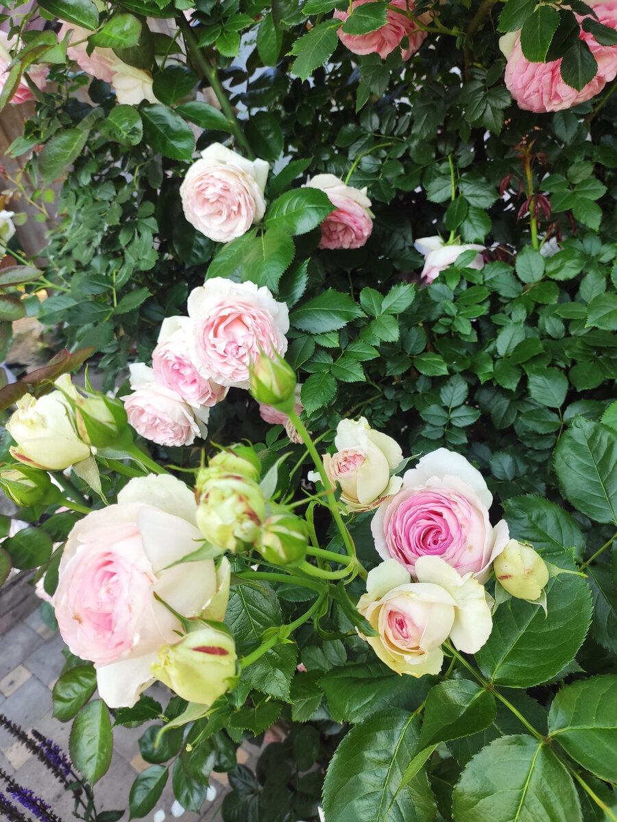 Роза Пьер де Ронсар в саду