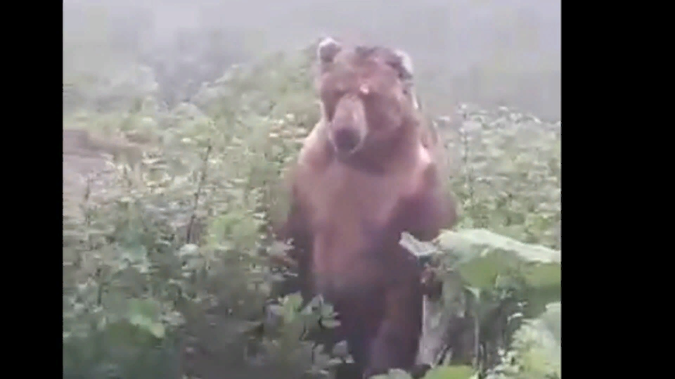 Тэдди выскочил из засады с глухим ревом. Медведь в Ярославской области. Нападение медведя на человека. Медведь в кустах.