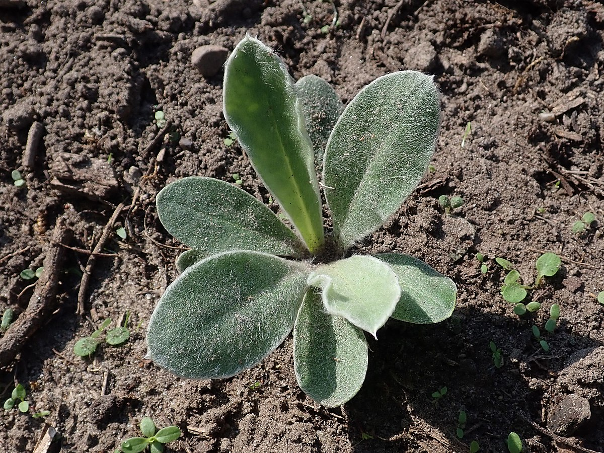 Лихнис корончатый в первый год