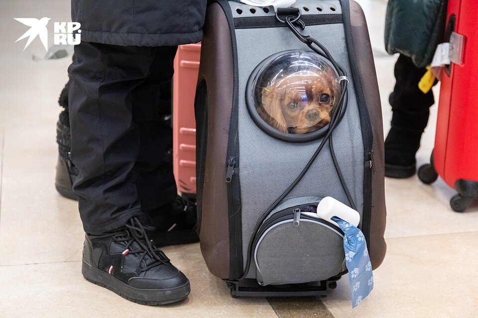     Кавалер-кинг-чарльз-спаниель по кличке Бэкки Мария ЛЕНЦ