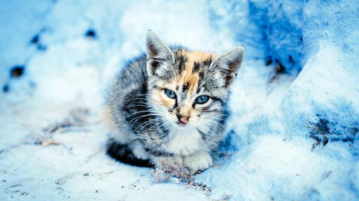 источник фото: gas-kvas.com