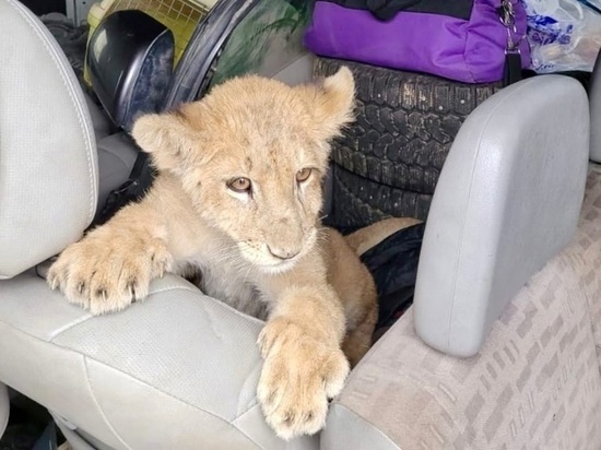     фото: ФТС России