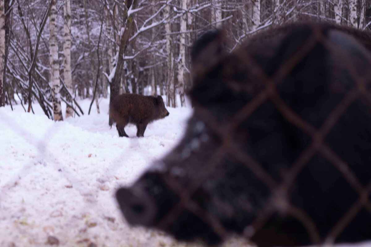 Маленьких слегка оттесняют, то ли от кормушки, то ли от нас. Иногда после очередного пинка от старшего они стоят обиженные в сторонке