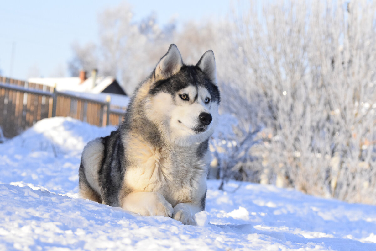 Хаска 10. Хаска 10. Хаска 10. Лапа хаски. Хаски jungle hunter.