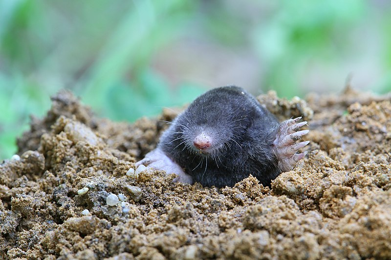 Кроты. Talpa europaea. Talpa. Спасибо за внимание для презентации с кротом.