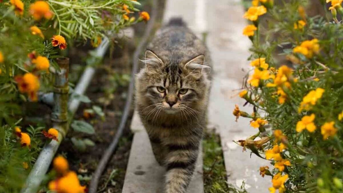 Майл. Картинки