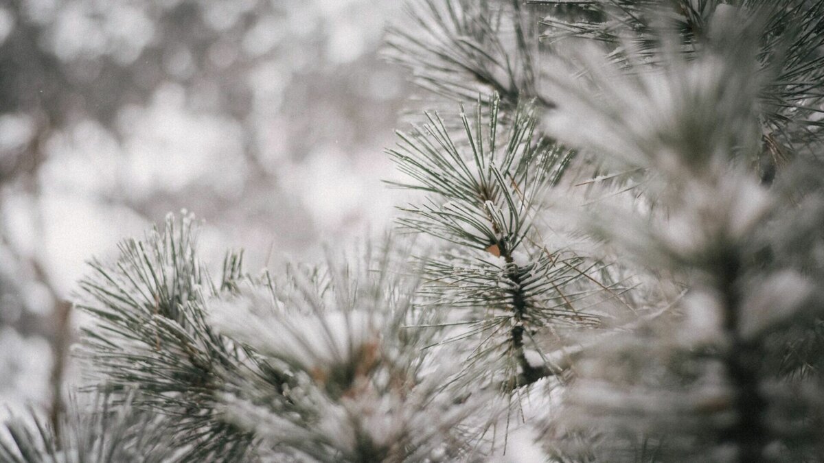     Синоптики рассказали о погоде в карельской столице в ближайшие дни. Горожан ждет снег с дождем.