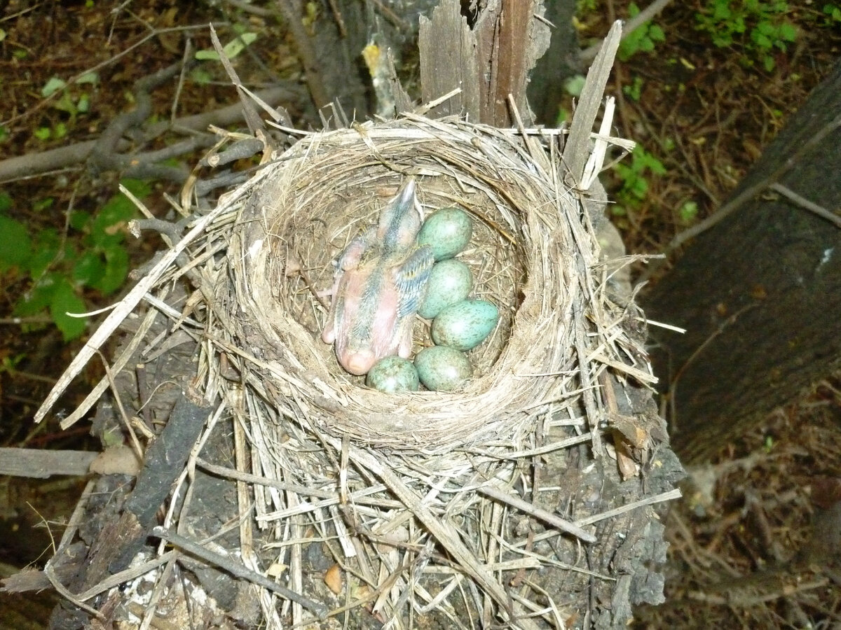 Гнездо белобровика на пне. Почему-то вылупился всего один птенец.