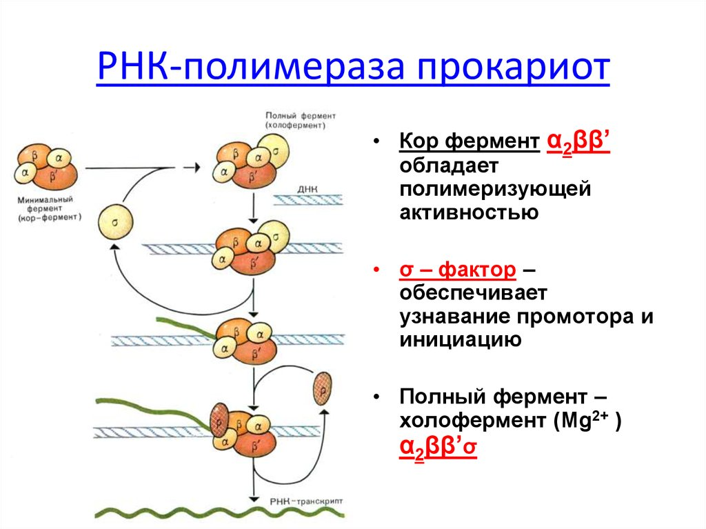 Роль субъединиц РНК полимеразы. Структура РНК-полимераз эукариот. ДНК зависимая РНК полимераза строение. Структура холофермента РНК полимеразы.
