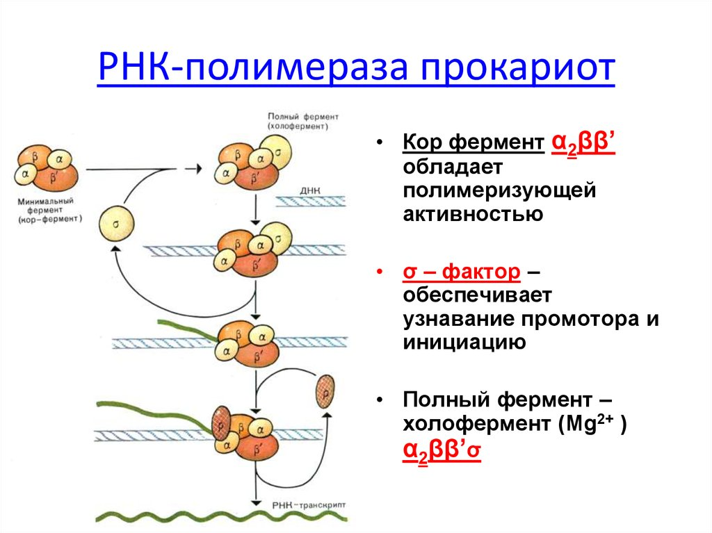 Строение днк прокариот и эукариот. Роль субъединиц РНК полимеразы. Структура РНК-полимераз эукариот. ДНК зависимая РНК полимераза строение. Структура холофермента РНК полимеразы.