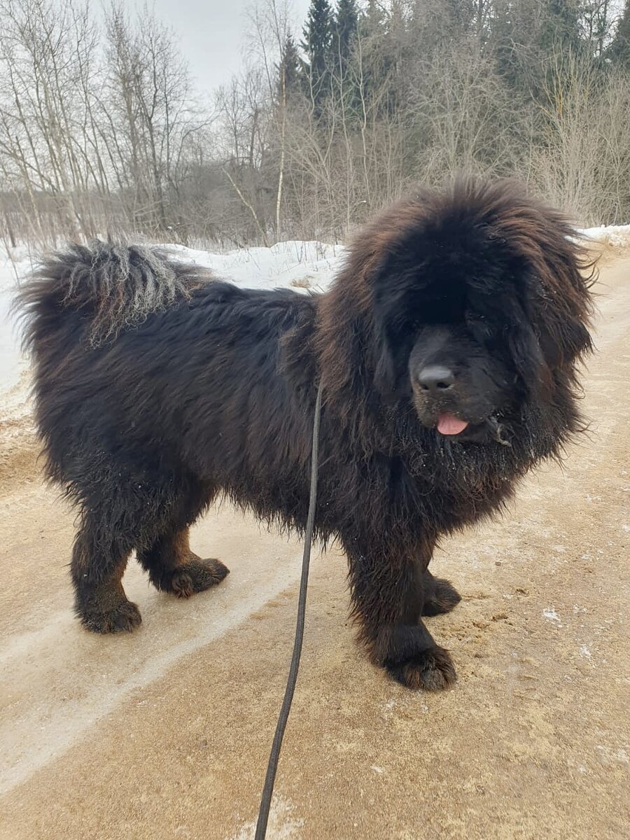 Лия с неизменно висящим языком