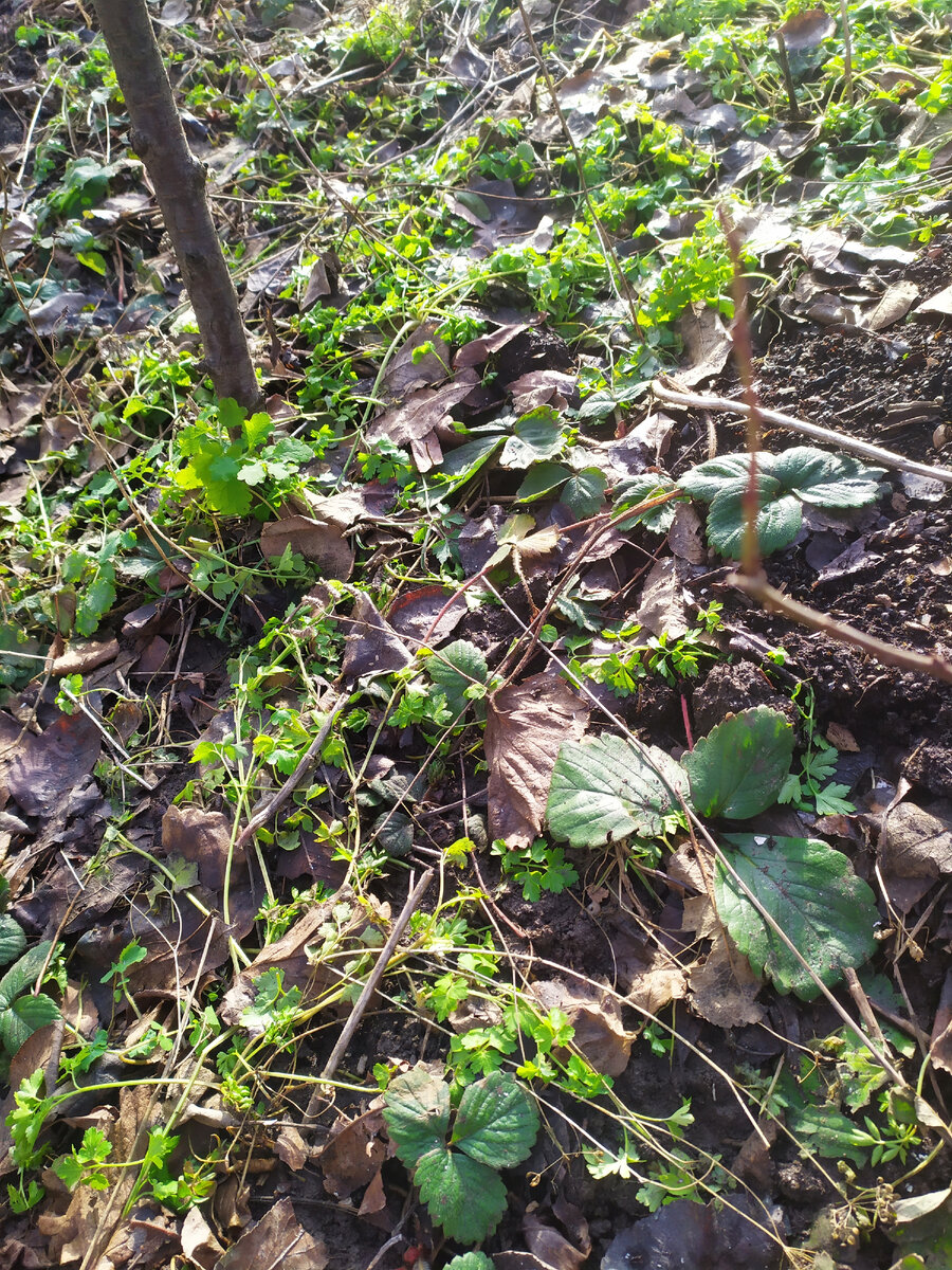 Огород 23 января 2023 года