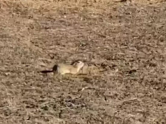     фото: скриншот