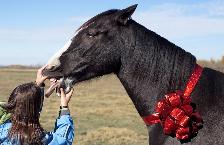 Поговорка дареному коню в зубы. Фотосессии подарок лошадь. Лошадь в подарок. Конь с подарком. Живые лошади.