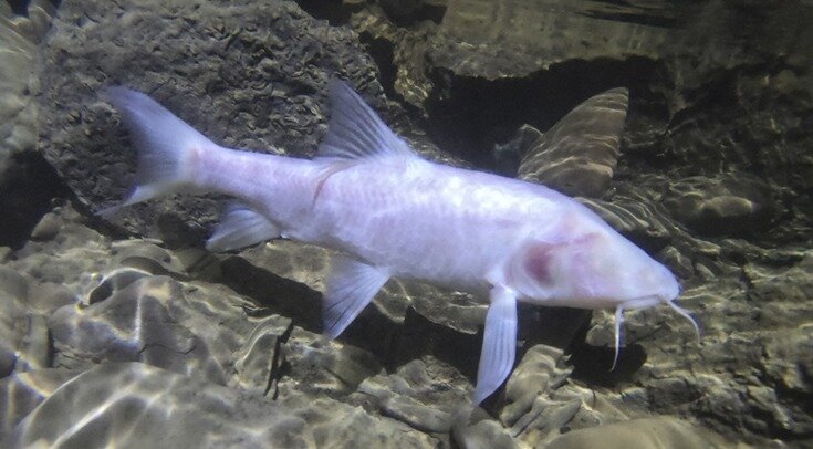   Rajeev Raghavan et al. / Vertebrate Zoology, 2023