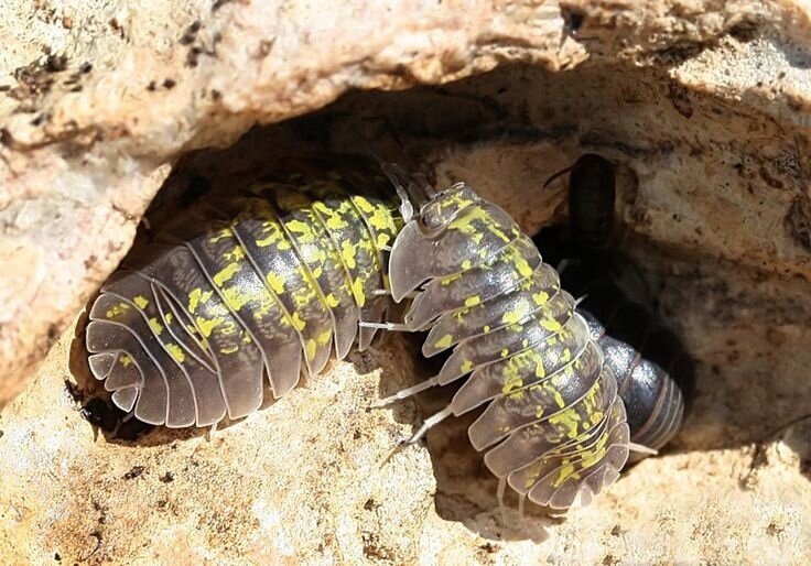 Armadillidium ameglioi (фото из Интернета)