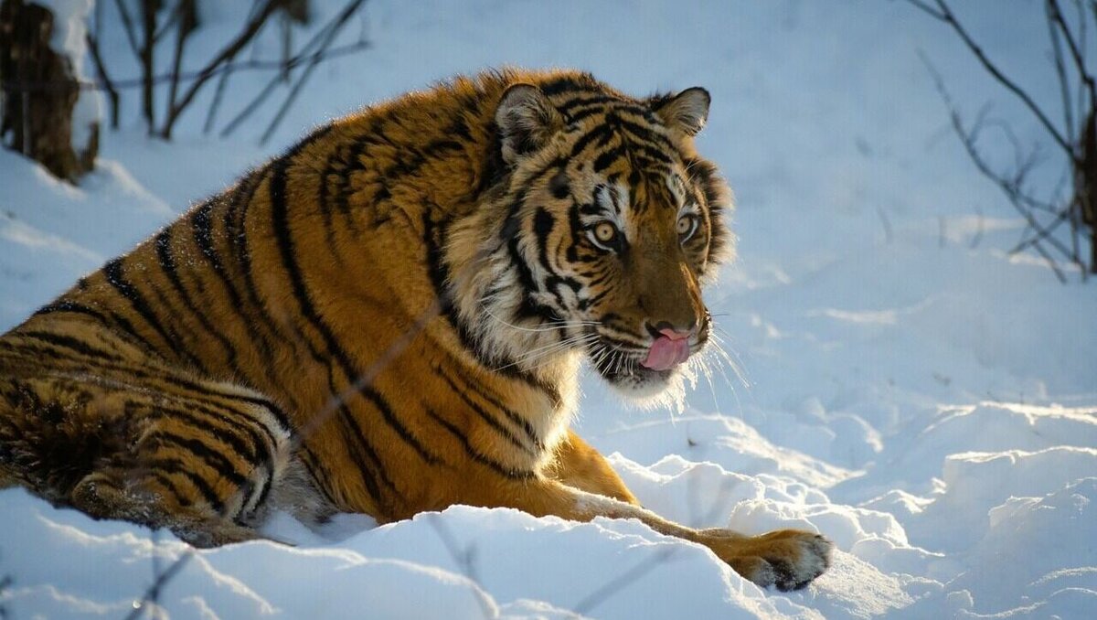 Тигр жив 2. Тигренок. Тигр фото животного. Хабаровский тигр.