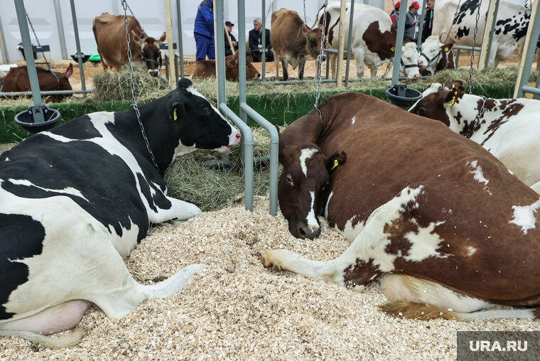    Продавец оценивает предприятие в 30 миллионов рублей, но допускает торг