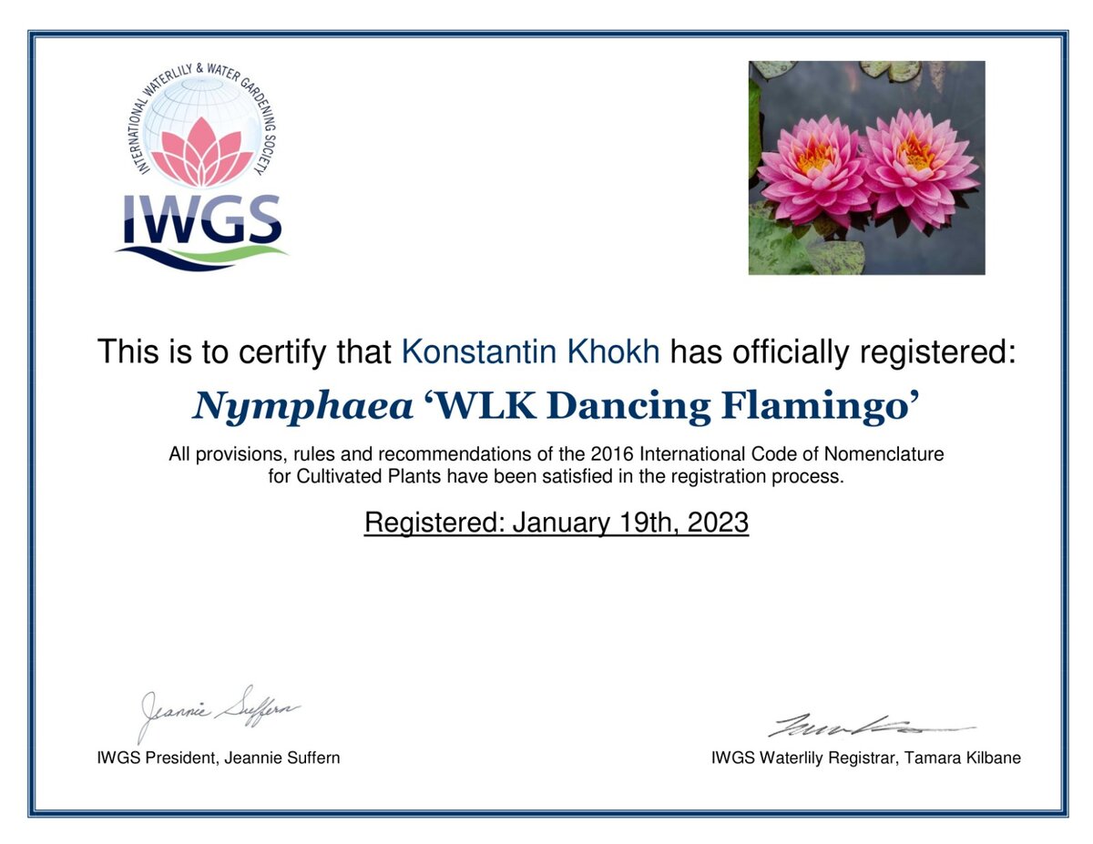 Сертификат IWGS нимфея Dancing Flamingo