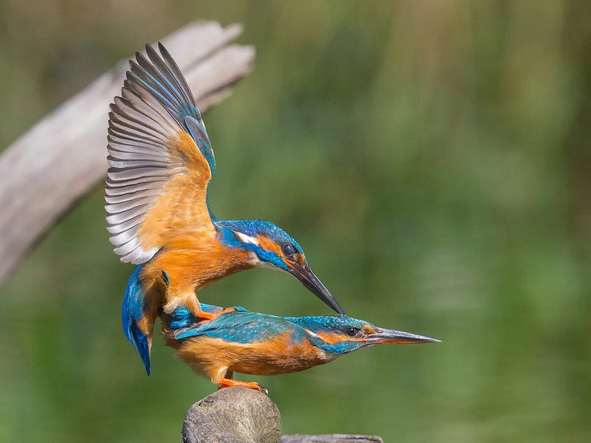 Любовь зимородков, фото с сайта birdfact.com