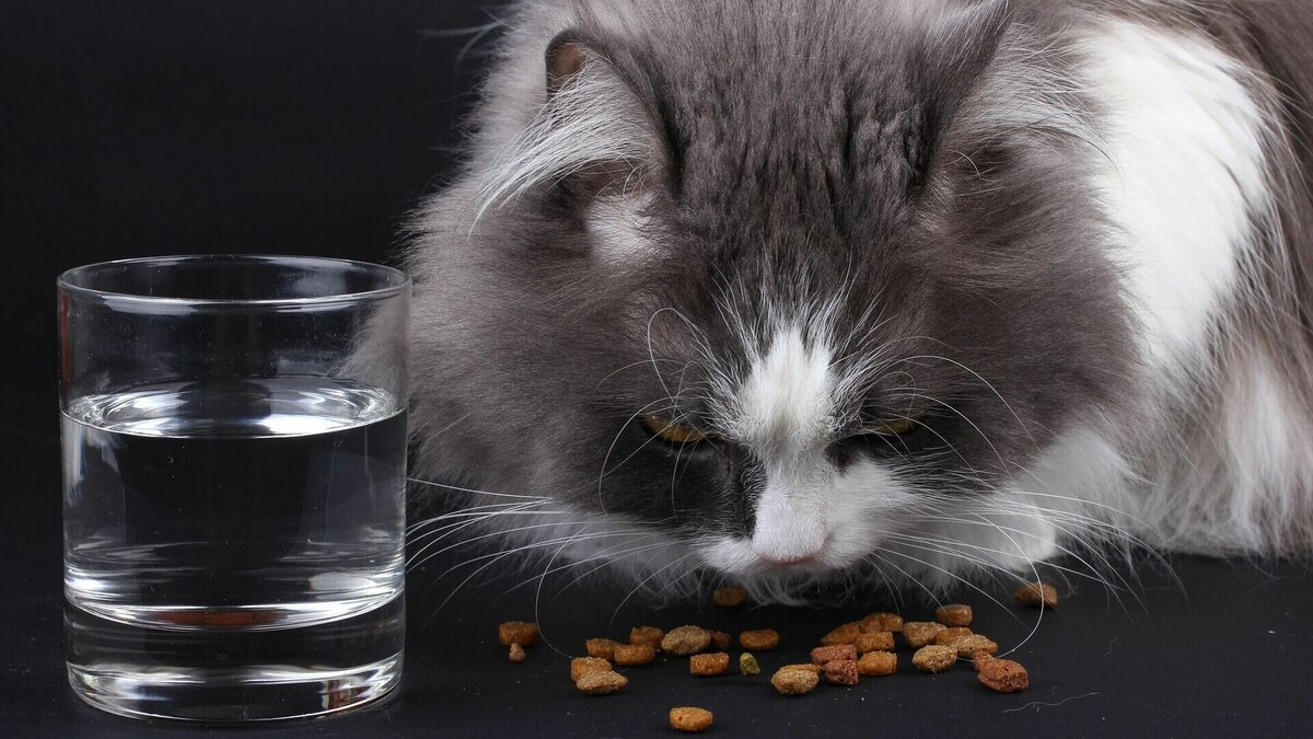 Про кошку которая