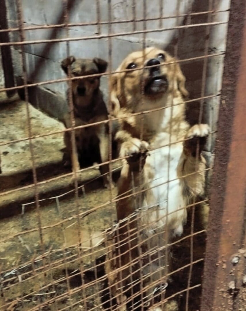 Отлов, условия выживания жёсткие