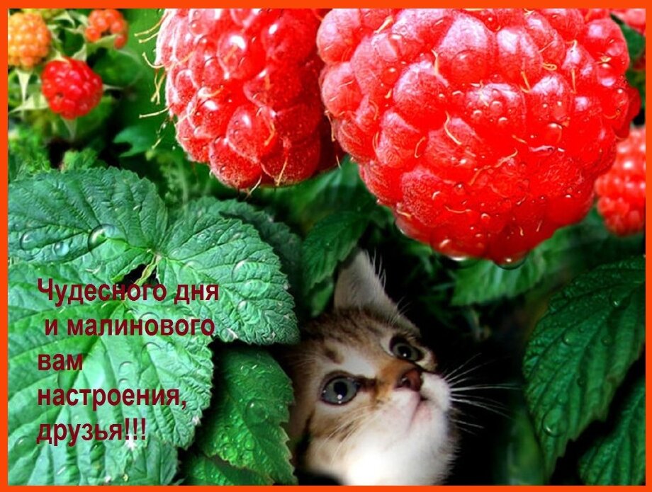 Фото с просторов интернета