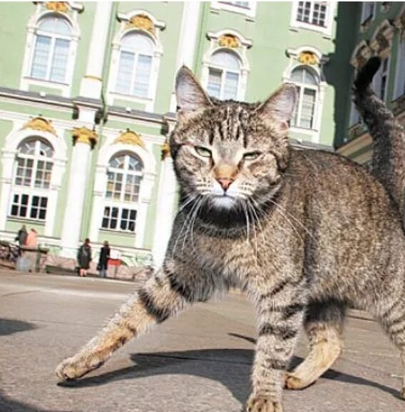 Кот спб. Петербургские эрмитажные коты. Коты Эрмитажа. Эрмитаж Санкт-Петербург коты.