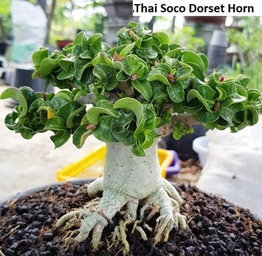 Адениум Dorset Horn (барашек)