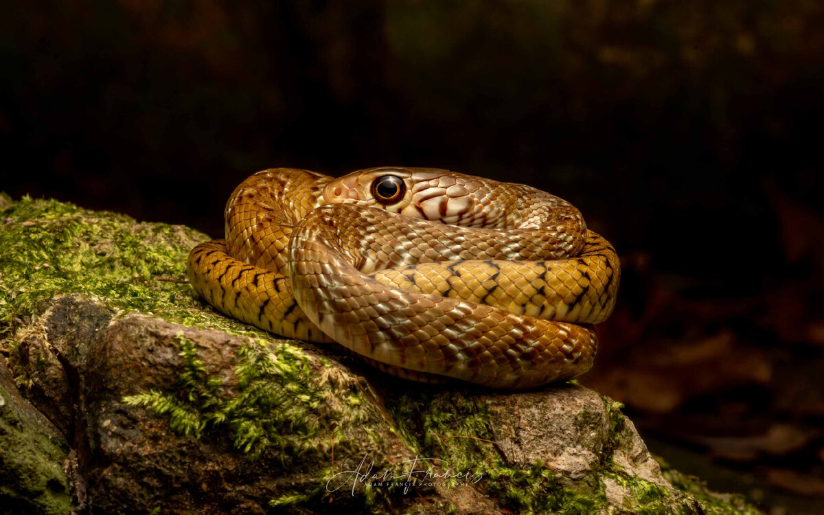 Источник этой и всех фото в карусели далее: hongkongsnakeid.com