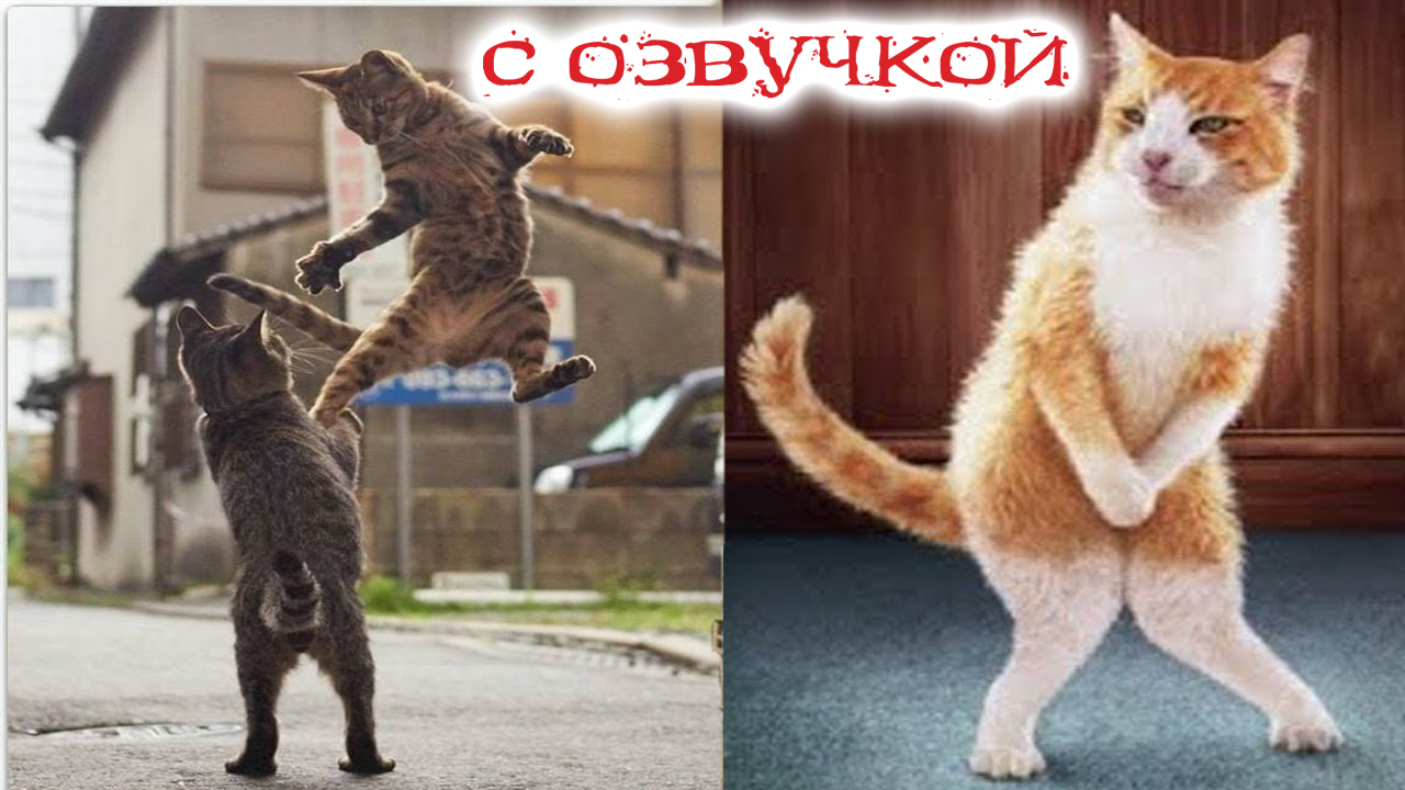 Приколы с котами! С озвучкой! Смешные животные до слёз!